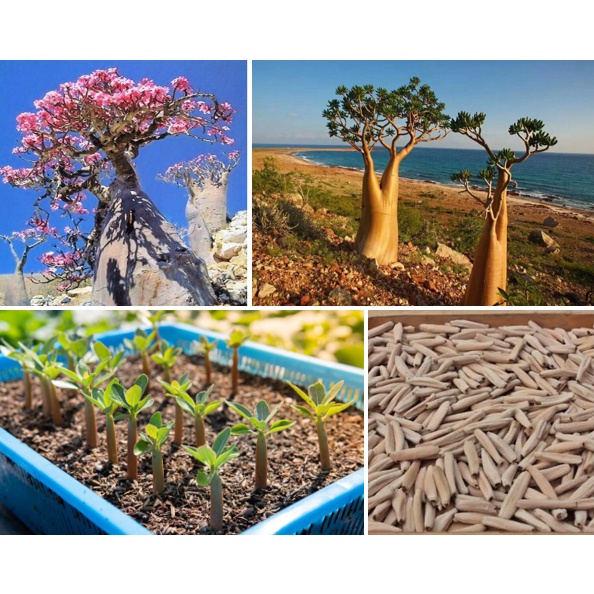 Hạt Giống Cây Sứ Sa Mạc (Gói 8 Hạt) - Cây Đẹp, Sức sống mãnh liệt, Hoa lâu phai
