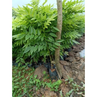 CÂY GIỐNG GỖ SƯA ĐỎ (được kiểm tra hàng có bảo hành)