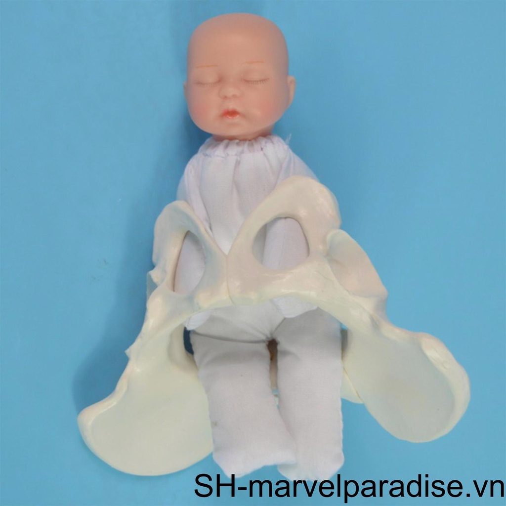 Mô Hình Pelvis Người Dùng Dạy Học Cho Nữ