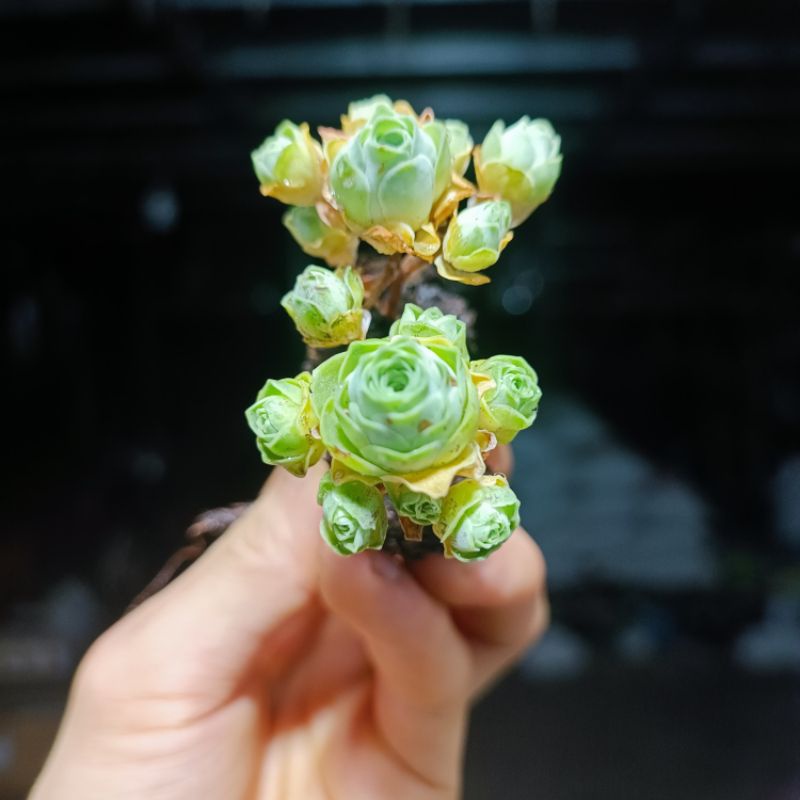 Siêu Sale+ Sen Đá Hoa Hồng Chùm Mini.