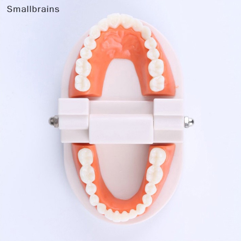 Smbr Mô Hình Răng Tiêu Chuẩn Typodont Demonstration Denture Cho Người Lớn