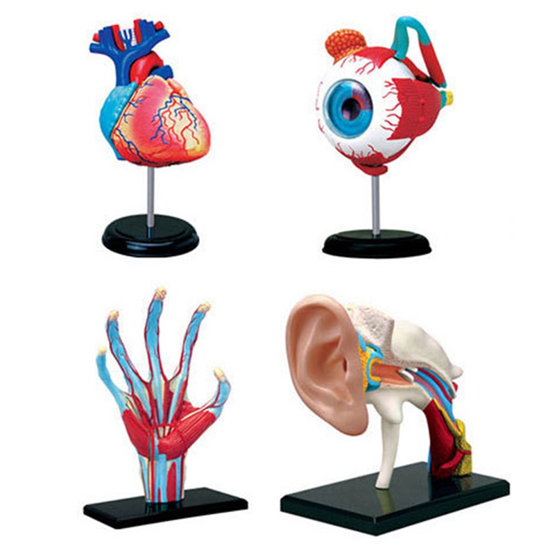Mô Hình Cơ Thể Người Y Tế Có Thể Tháo Rời Dùng Dạy Học