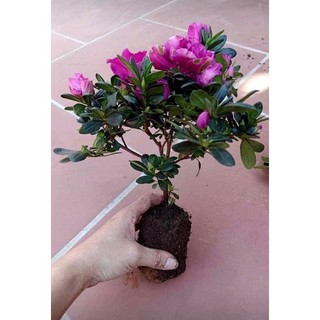 Cây giống hoa đỗ quyên