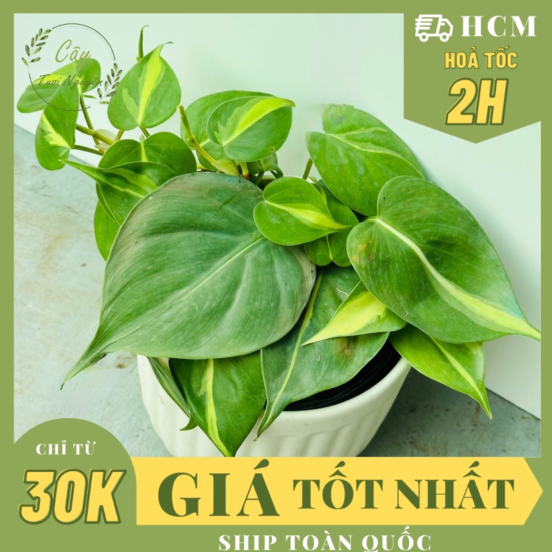CÂY TRẦU BÀ BRAZIL CHẬU NHỰA ,(cao 10cm), cây cảnh Trong nhà, kiểng lá mini để bàn Văn phòng đẹp, GIÁ RẺ, lọc không khí