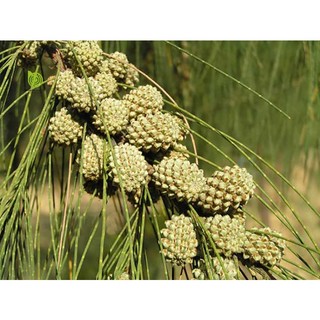 cây phi lao cảnh giống