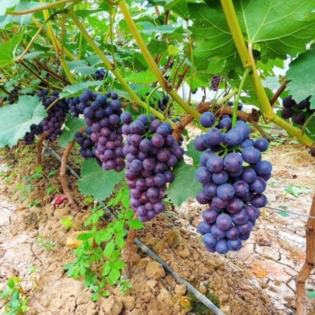 CÂY NHO HẠ ĐEN (nho không hạt) trồng được cả 3 miền