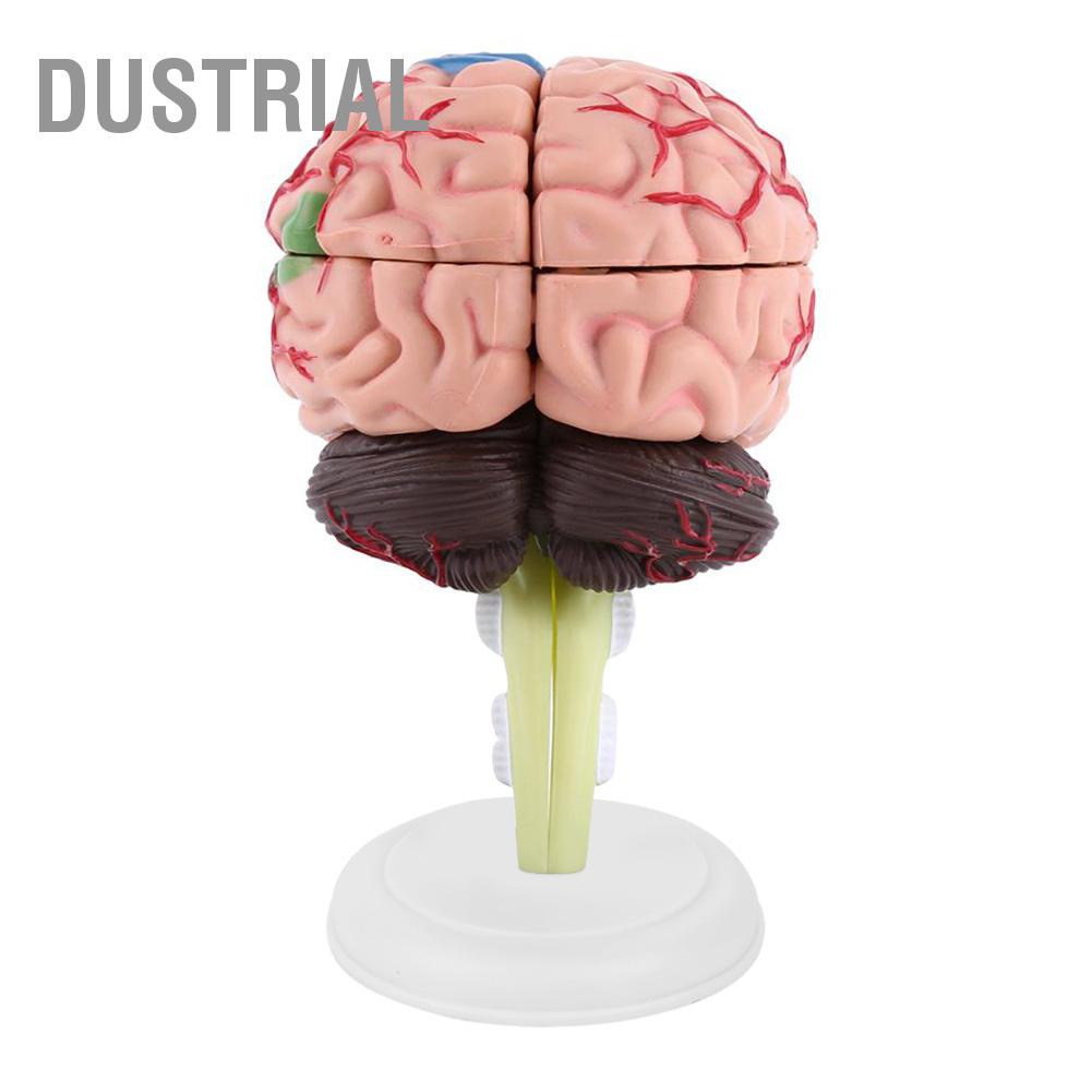 Dustrial 1 Máy Tính Tháo Rời Giải Phẫu Bộ Não Con Người Mô Hình Y Tế Dụng Cụ Giảng Dạy Đồ Chơi