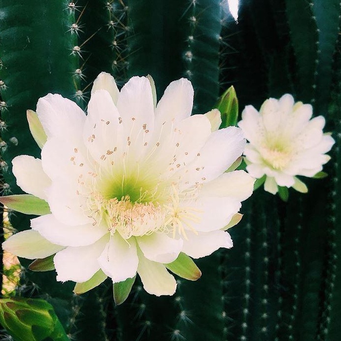 Cây Xương Rồng Trụ Pillar Cactus 10-60cm Trang Trí Sân Vườn Siêu Đẹp.