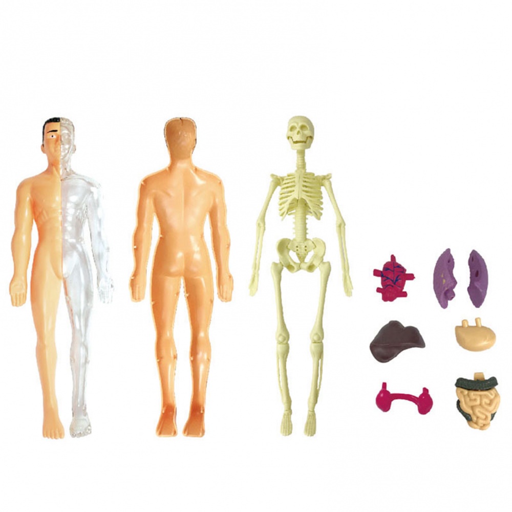 HUMAN BODY MODEL 28CM ANATOMY DISPLAY ORGAN ASSEMBLY HUMAN SKELETON SET SCIENCE SAINS MODEL
