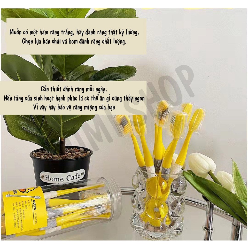 HỘP 8 BÀN CHẢI VỊT VÀNG 2IN1: ms: 183036-MT