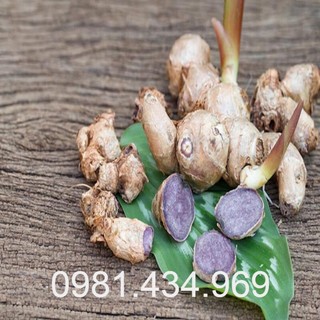Gừng Đen (ngải đen) Tươi 01KG (Black Ginger) Sạch