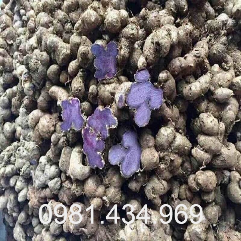 Gừng Đen  Tươi 01KG  Chuẩn