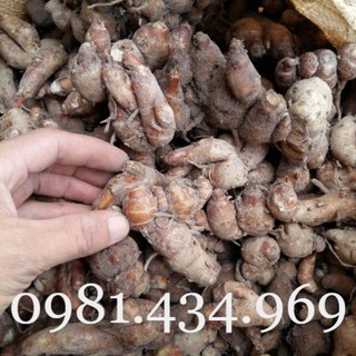 Củ Địa Liền (Thiền Liền, Xá Kén) 01KG Đẹp Mới