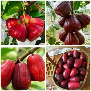 Cây giống mận đường