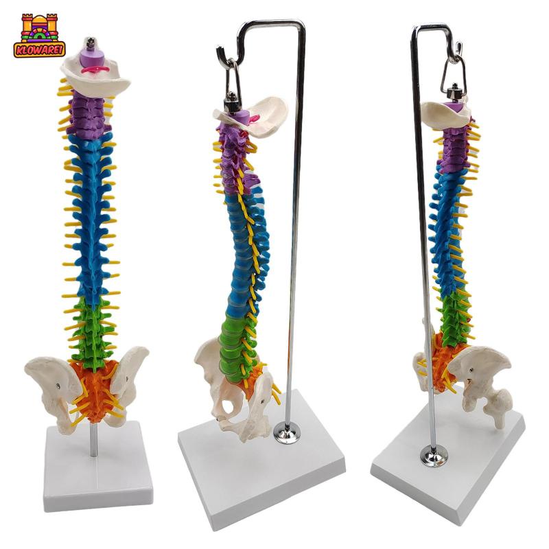 Predolo  Giá Đỡ Mô Hình Xương Cột Sống Linh Hoạt Có Chân Đứng Pelvis