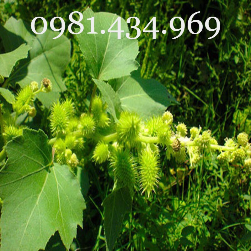 Cây Ké Đầu Ngựa Khô 01KG  Sạch Đẹp