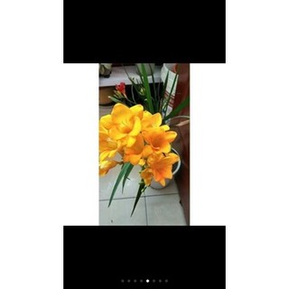 Củ hoa lan nam phi đủ màu