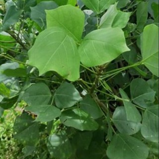 Combo 5 Hom cây Vông Nem làm giống