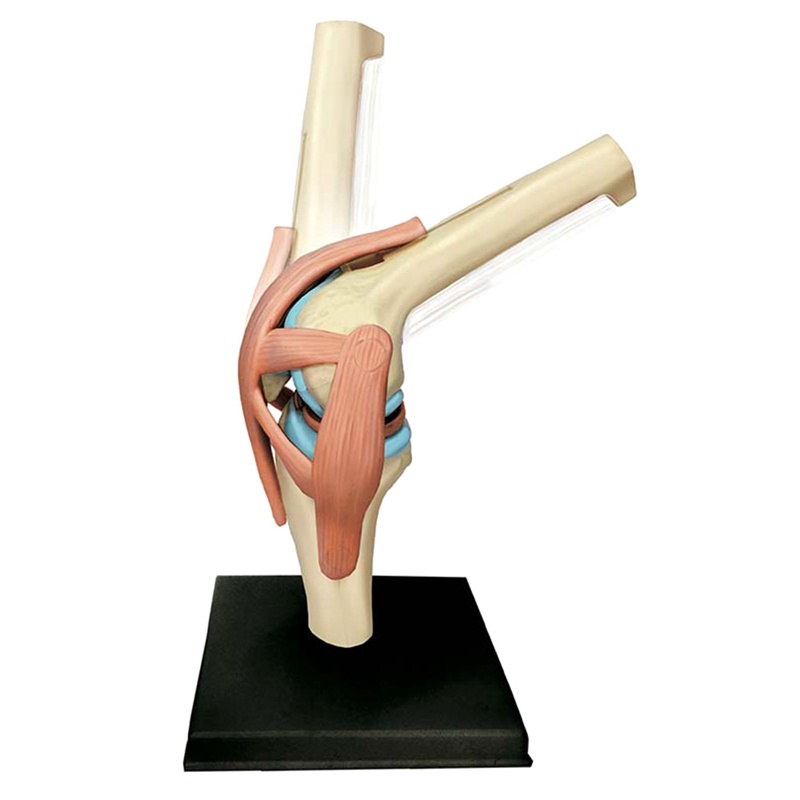 Mô Hình Cơ Thể Người torso Dùng Dạy Học
