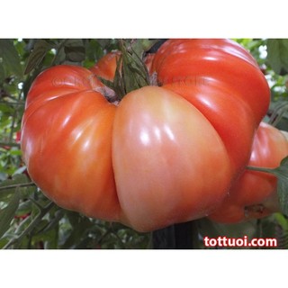 Hạt Giống Cà Chua Khổng Lồ