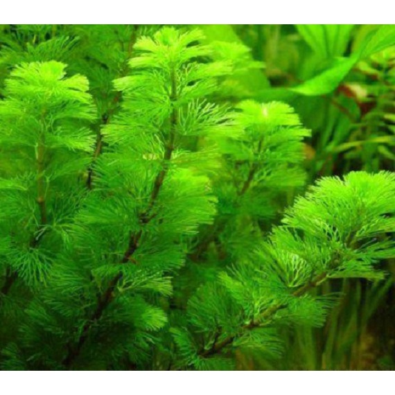 5 Cây Rong La Hán Thủy Sinh - MHL