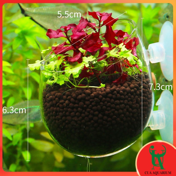 Cốc trồng cây thuỷ sinh bằng thuỷ tinh