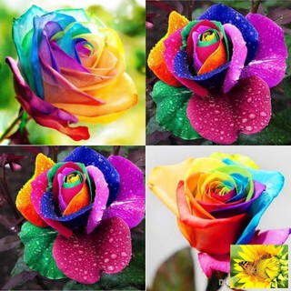 Hạt giống hoa hồng 7 sắc cầu vồng