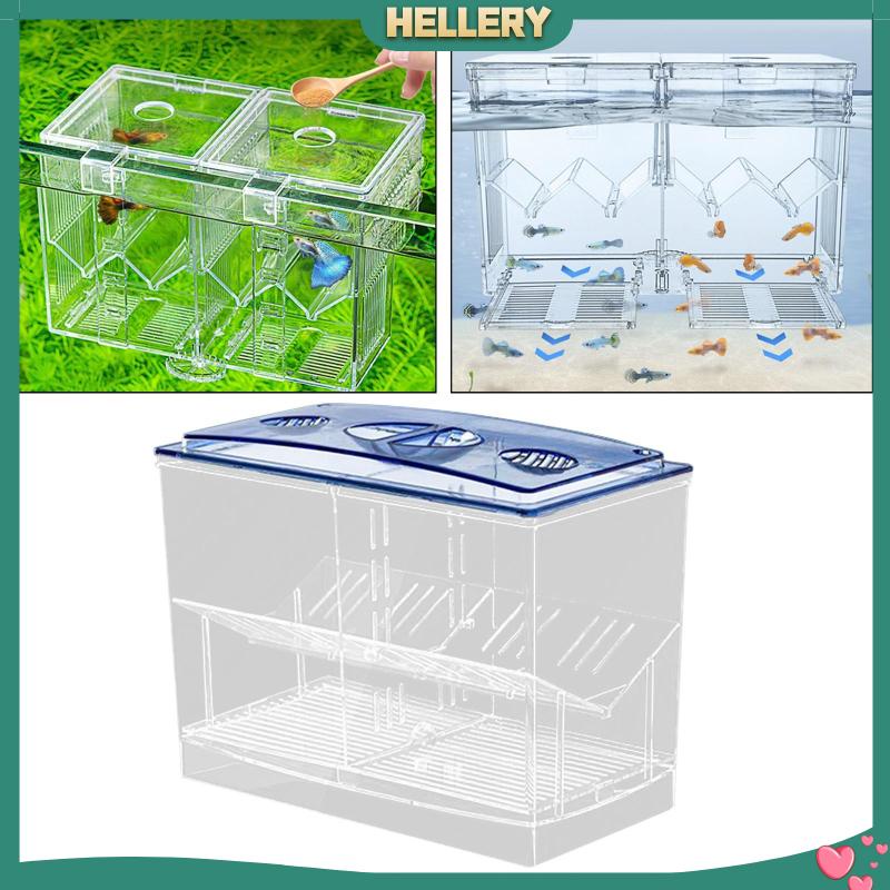 Hộp Nuôi Cá Dễ Sử Dụng Cho Văn Phòng Guppy Betta