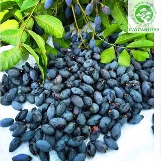 Cây trám đen lùn ghép cao 70 cm cho trái siêu sớm sau 1 năm (Ảnh thật số 2).