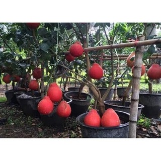 Cây giống bưởi đỏ luận văn tiến vua cao 70cm