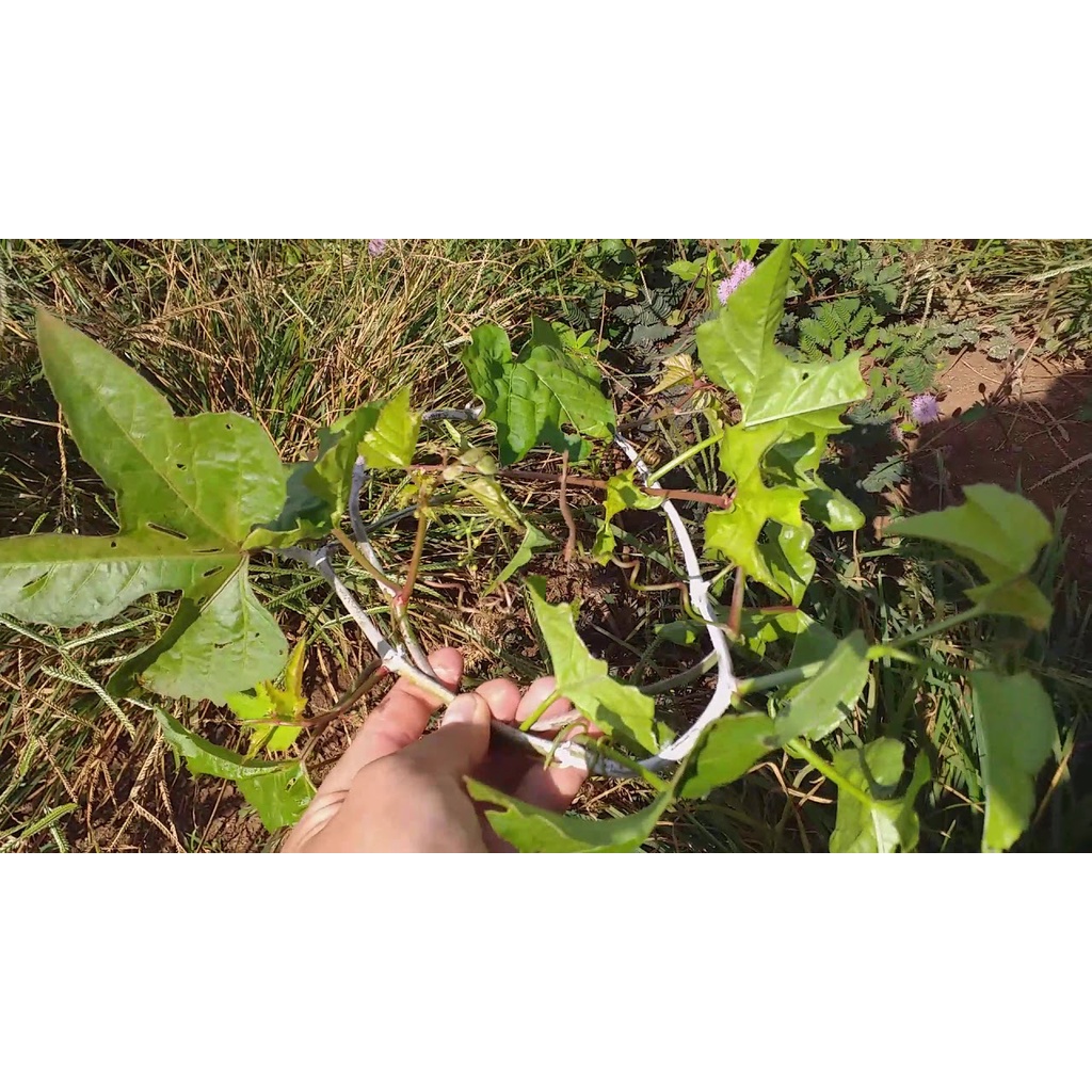 Cây chìa vôi khô 1kg