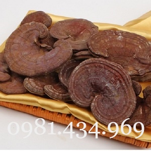 Nấm Linh Chi Rừng Nguyên Cây Khô 01KG loại 01