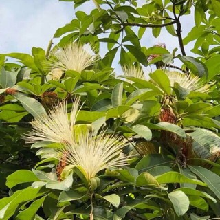 100g kim ngân hoa khô