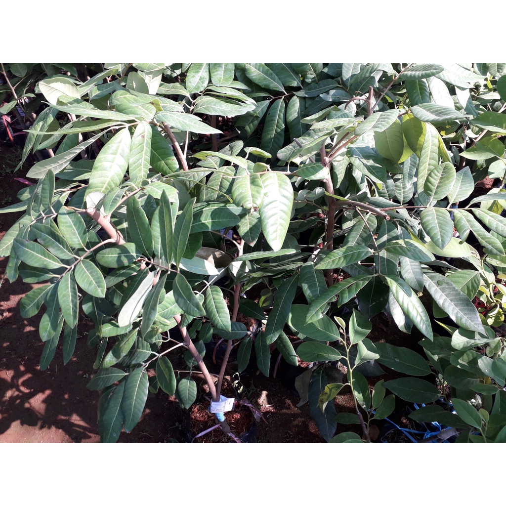 CÂY GIỐNG NHÃN LONG PHỤNG CHÂU[ GIỐNG MỚI SIÊU NĂNG SUẤT - 100% GIỐNG CHUẨN ] [ RẺ HƠN HOÀN TIỀN ]