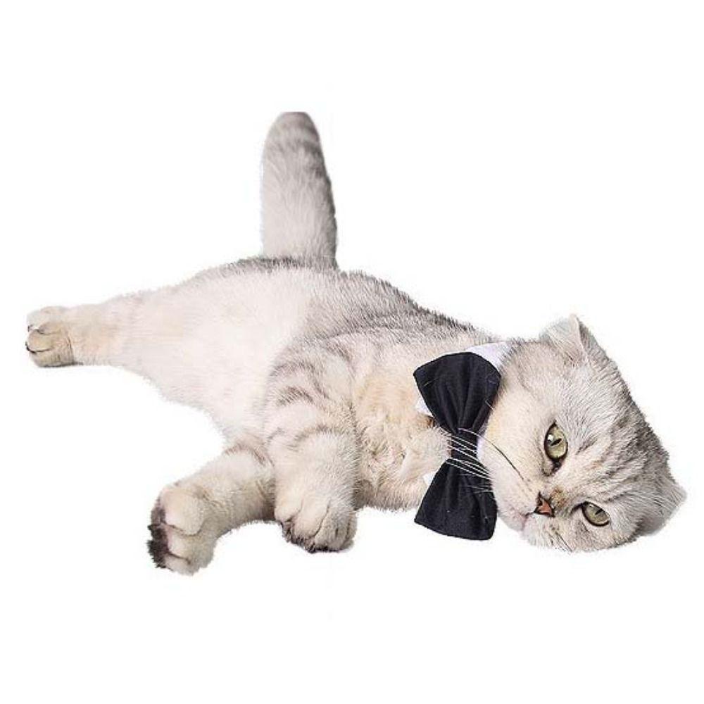 Vòng Cổ ThờI Trang Cho Thú Cưng