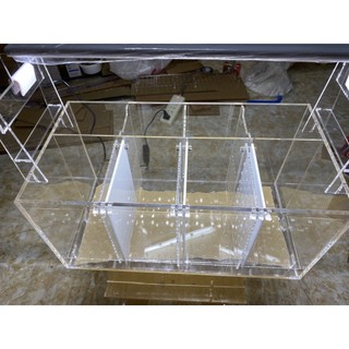 Bể cá betta, Bể cá Acrylic, Bể cá vách ngăn