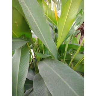 Củ hoa thiên điều sỉ 5k(set 5 củ)