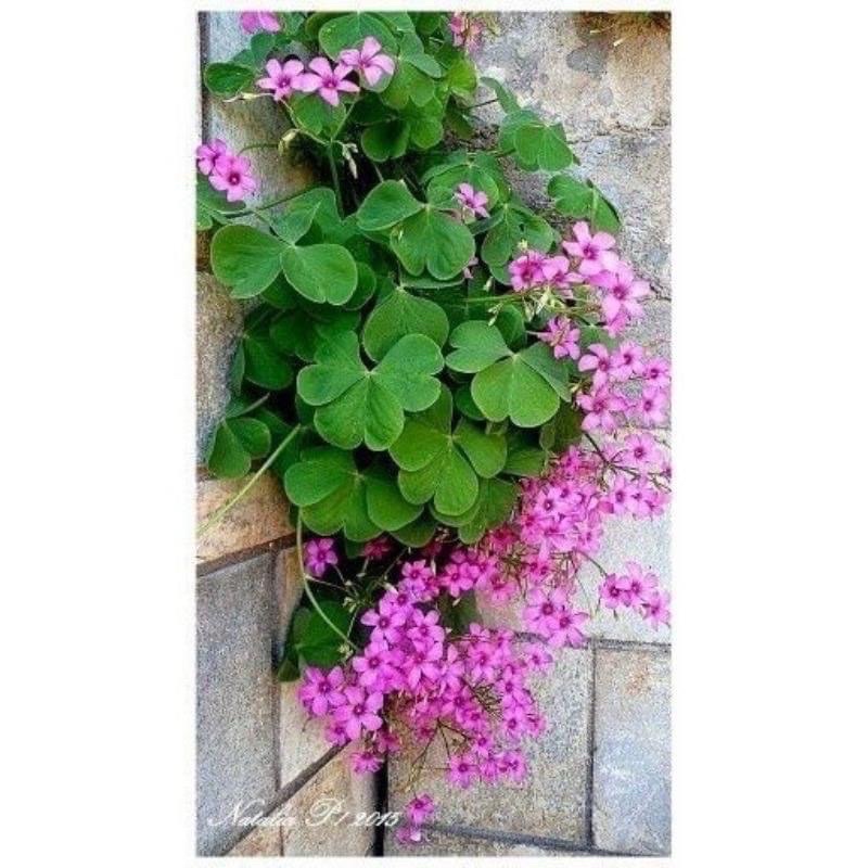 Cỏ ba láHOA TẾT kèm phân