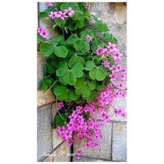 Cỏ ba lá(10 củ)HOA TẾT kèm phân