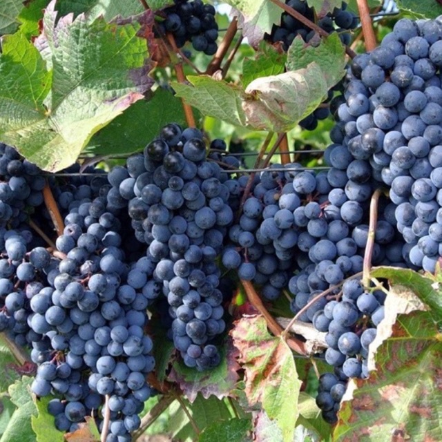CÂY NHO HẠ ĐEN (nho không hạt) trồng được cả 3 miền