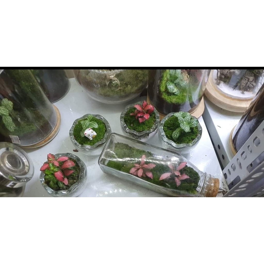 Hũ Terrarium hình trứng  làm quà tặng, vât trang trí để bàn , góc học tập