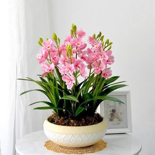 Củ giống hoa lan thanh Nga(1củ)