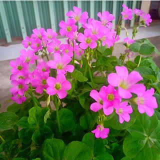 cỏ may mắn 4 lá hoa đỏ (me chua hoa đất hoa đỏ)