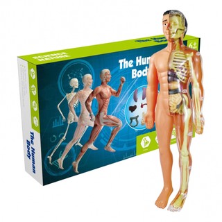 Human body model 28cm anatomy display organ assembly human skeleton set science sains model
