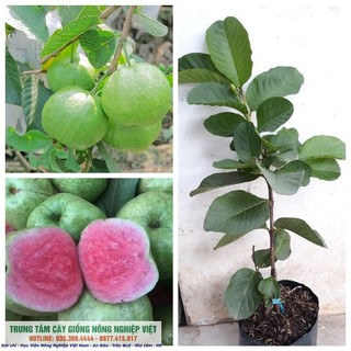 [Nhu_Mai_Garden]Cây Ổi Ruby Ruột Đỏ Không Hạt Cao  - GIống Cây Nhập Khẩu