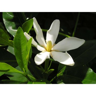 Hoa bạch thiên hương hoa thơm nức - cây giống