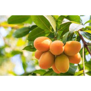 CÂY GIỐNG XOÀI THANH CA.[ CÂY GHÉP CHO QUẢ SỚM]