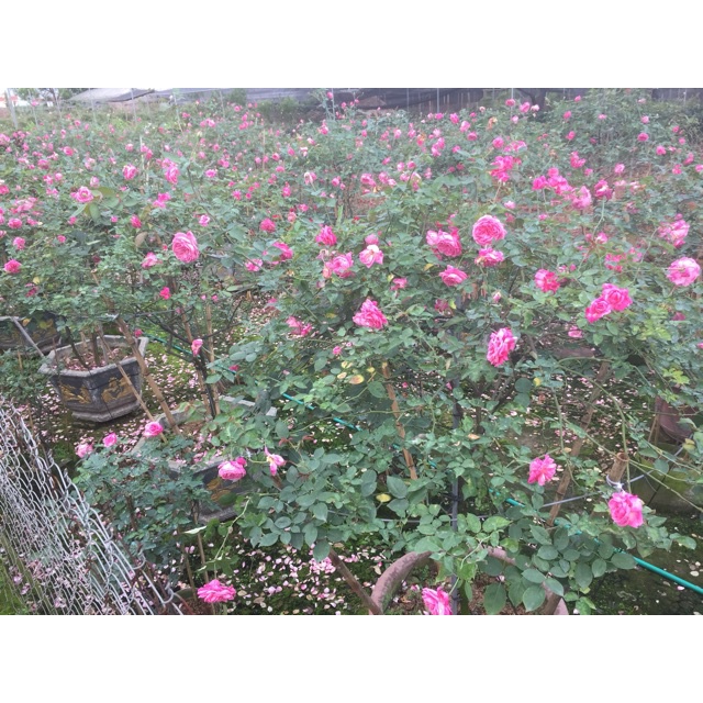 Hoa Hồng Thân Gỗ. Cổ SAPA- bầu to cây lớn trưởng thành