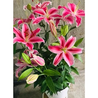 Củ ly kép, ly cao thơm Hà Lan (tặng kèm phân)