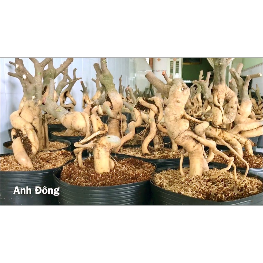 Hoa giấy Mỹ bonsai mini